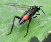 Macrophya militaris